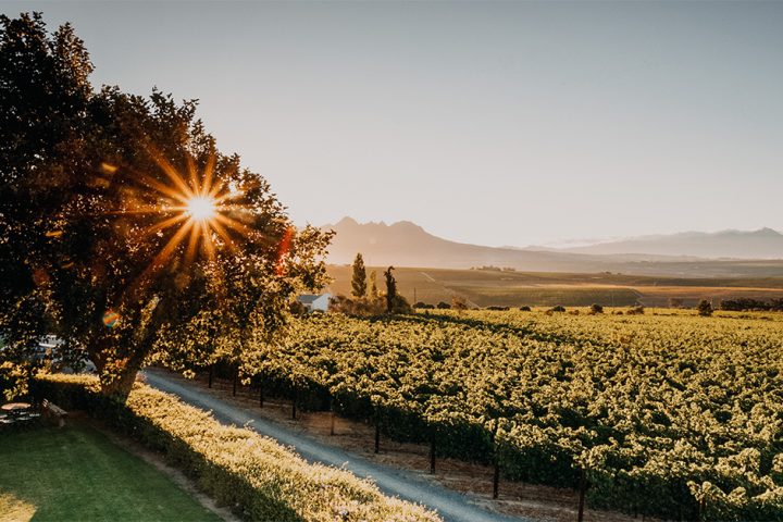 De Toren vineyard at sunset