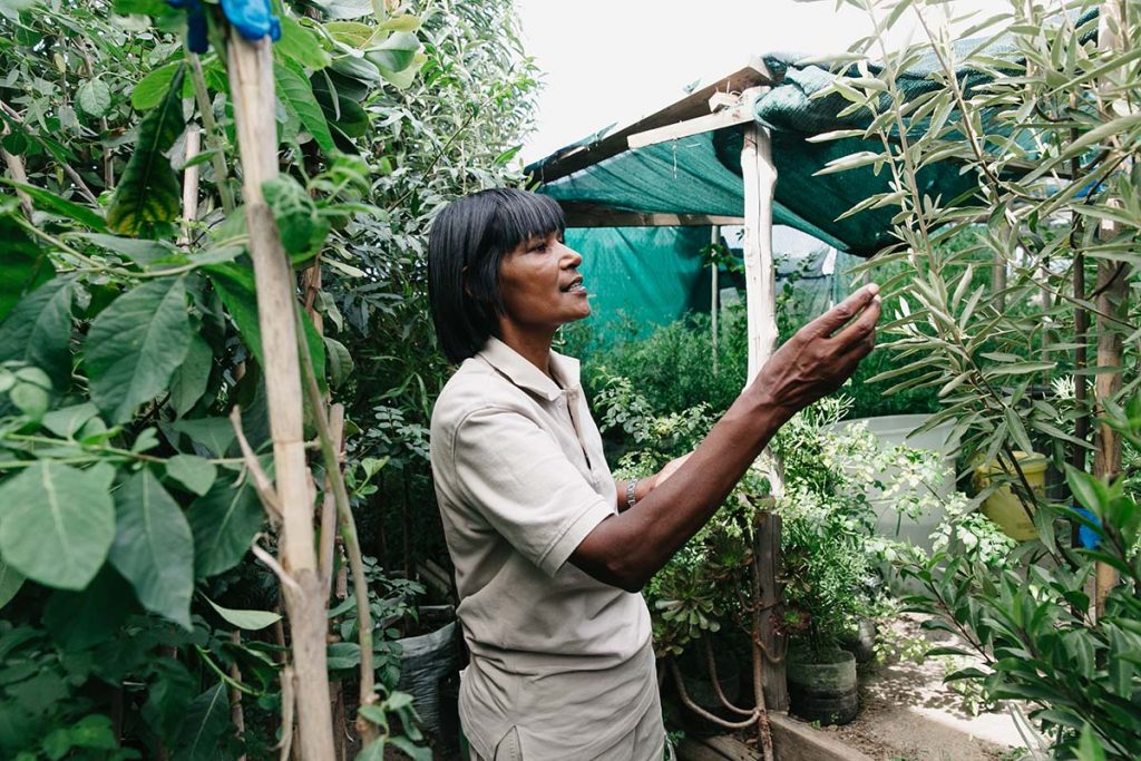 Lesley Joemat, the Project Manager of Tree-preneurs, examines a young tree in the nurturing environment of a greenhouse, reflecting her dedication to the growth of both the indigenous plants and the community, in line with Spier's initiative for social upliftment through upcycling.