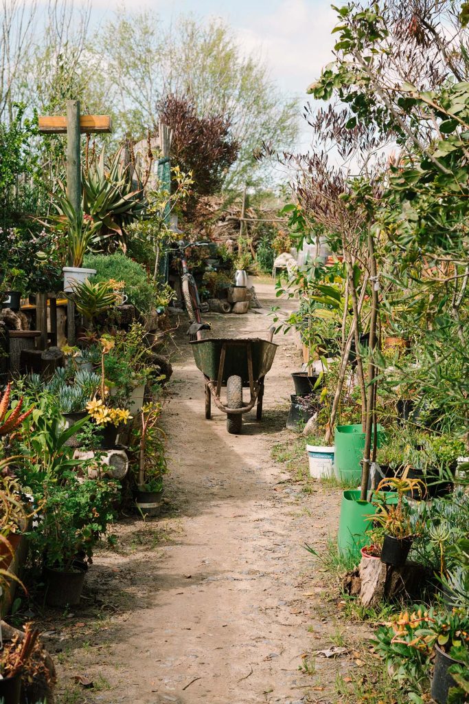 A rustic pathway lined with an eclectic mix of upcycled planters filled with indigenous flora at the Tree-preneurs facility, demonstrating the project's ethos of environmental consciousness and creativity in the heart of a sustainable community initiative.