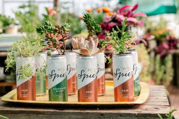 Spekboom plants thriving in upcycled wine cans with "Spier" branding, displayed on a yellow tray, embodying sustainable plant cultivation at the Tree-preneurs project, emphasizing the innovative upcycling of everyday items for environmental growth.