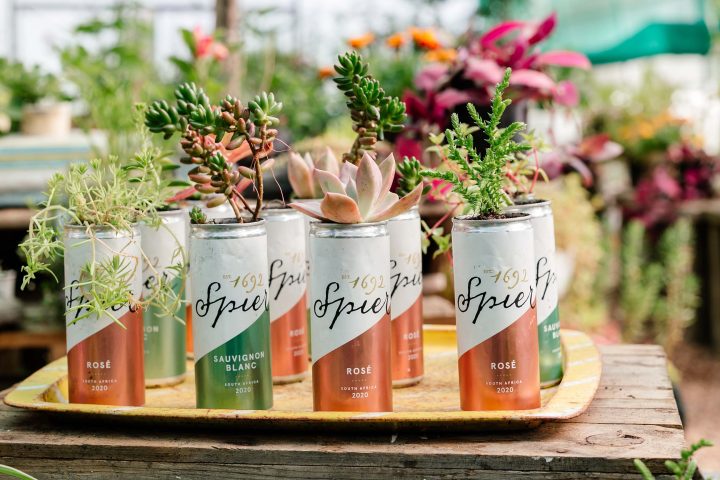 Spekboom plants thriving in upcycled wine cans with "Spier" branding, displayed on a yellow tray, embodying sustainable plant cultivation at the Tree-preneurs project, emphasizing the innovative upcycling of everyday items for environmental growth.