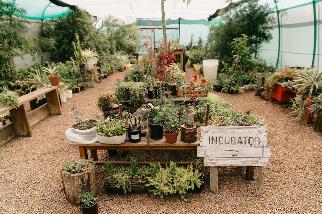 A serene greenhouse labeled 'INCUBATOR' at the Tree-preneurs project, showcasing a diverse array of succulents and indigenous plants, all nurtured in upcycled containers, illustrating the initiative's commitment to sustainability and community empowerment.